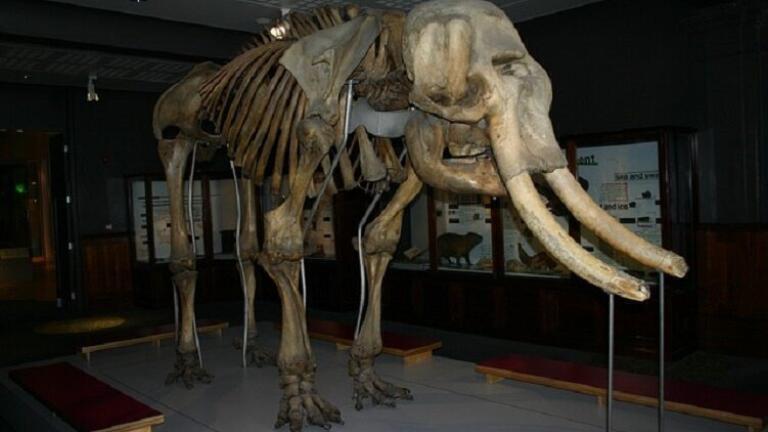 Why Are We Bringing Back Woolly Mammoths?