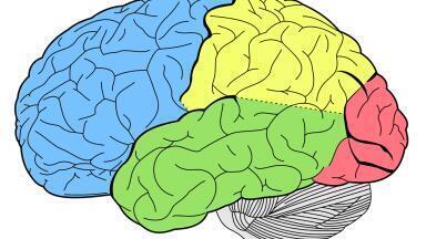 What Does a Criminal’s Brain Look Like?