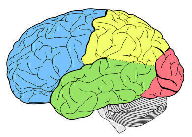 What Does a Criminal’s Brain Look Like?