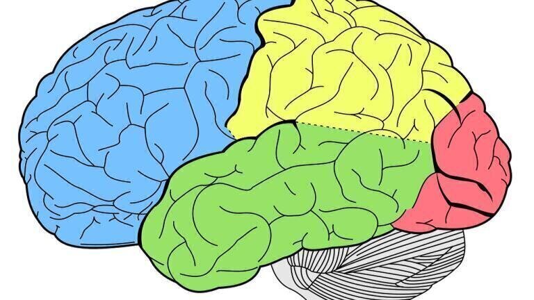 What Does a Criminal’s Brain Look Like?
