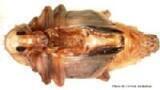 Quick and Easy Identification of Crop Pests