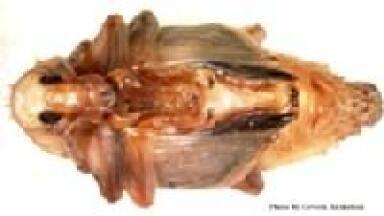 Quick and Easy Identification of Crop Pests