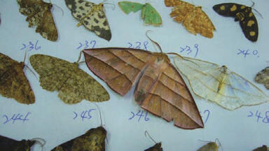 The Global Impact of Climate Change on Biodiversity