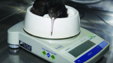 Weighing Expertise Helps To Ensure the Kiwi Bird’s Survival