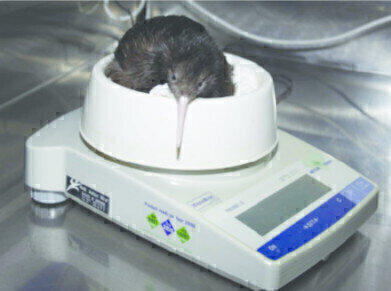 Weighing Expertise Helps To Ensure the Kiwi Bird’s Survival