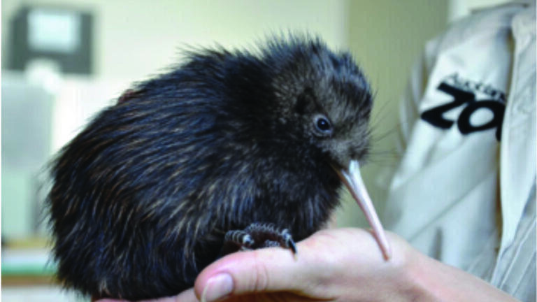 Weighing Expertise Helps To Ensure the Kiwi Bird’s Survival