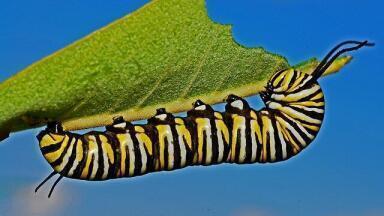 Can Caterpillars Help with our Plastic Bag Crisis?