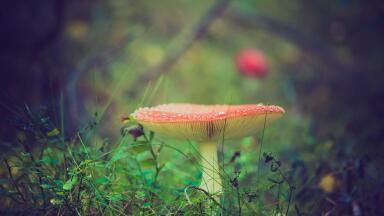 What is Safer - Magic Mushrooms or Alcohol?
