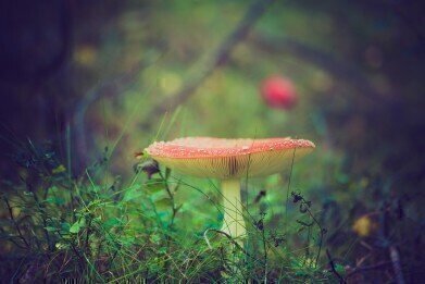 What is Safer - Magic Mushrooms or Alcohol?