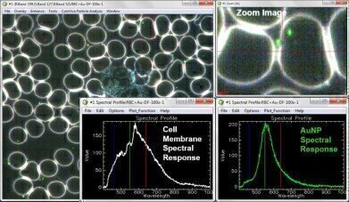 Hyperspectral Imaging of Gold Nanoparticles in Live Blood Cells