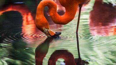 Why Do Flamingos Stand on One Leg?