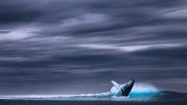 Why Are Whales So Big?