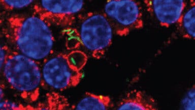 TB Defense Mechanism Discovered at Crick