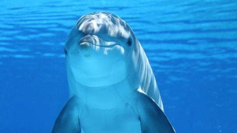 What Are 'Military Dolphins'?