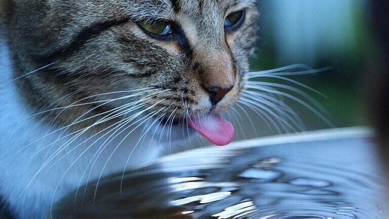 What Does Water Taste Like?