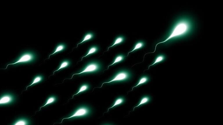 What's Behind the Massive Sperm Count Drop?