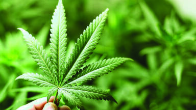 Ellutia Offer Affordable GC Cannabis Testing Solutions