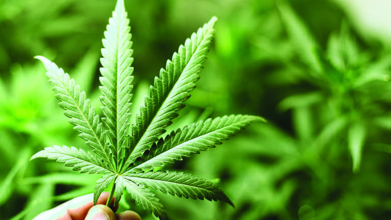 Ellutia Offer Affordable GC Cannabis Testing Solutions