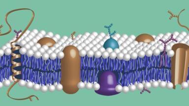 High Purity Reagents for Proteoglycan and Glycosaminoglycan Research  