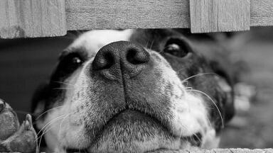 Why Are Dogs Friendly?