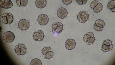 Is Human Genetic Modification Possible?