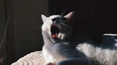 Why Are Yawns Contagious?