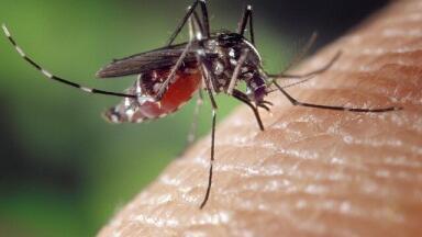 Has the Zika Virus Become Deadlier?
