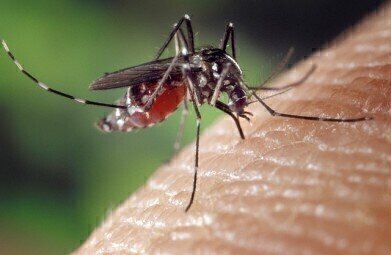 Has the Zika Virus Become Deadlier?
