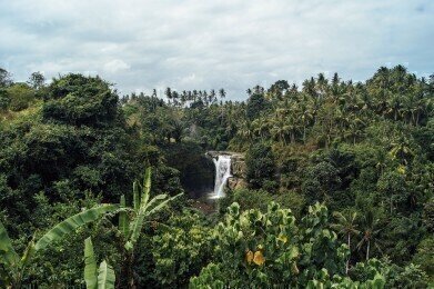 Are Tropical Forests Still Capturing Carbon?