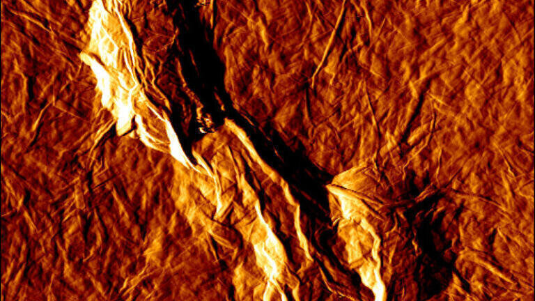 Scanning Probe Microscopy 
2nd Prize:
Entraped bacteria.
This Atomic Force Microscopy image show E. coli cells under a blanket made of Graphene Oxide sheets. This is one of the mechanisms of Graphene Oxide antibacterial activity.
Valentina Palmieri, Università Cattolica del Sacro Cuore
