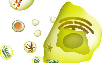 CD47 Protein Products for Cancer and Cardiovascular Research