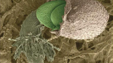 Simple Genetic Mechanism May be Behind the Origin of Species
