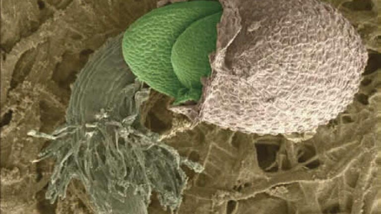 Simple Genetic Mechanism May be Behind the Origin of Species