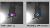 Low-pressure Gene Delivery System