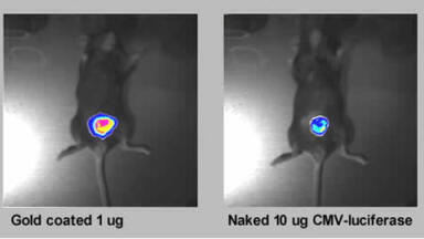 Low-pressure Gene Delivery System