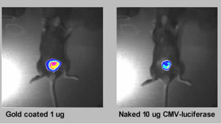 Low-pressure Gene Delivery System