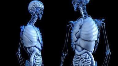 How Unique is the Human Brain?