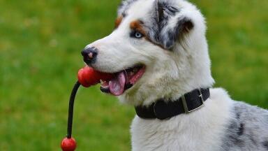 What Do Dogs Hear When We Talk to Them?