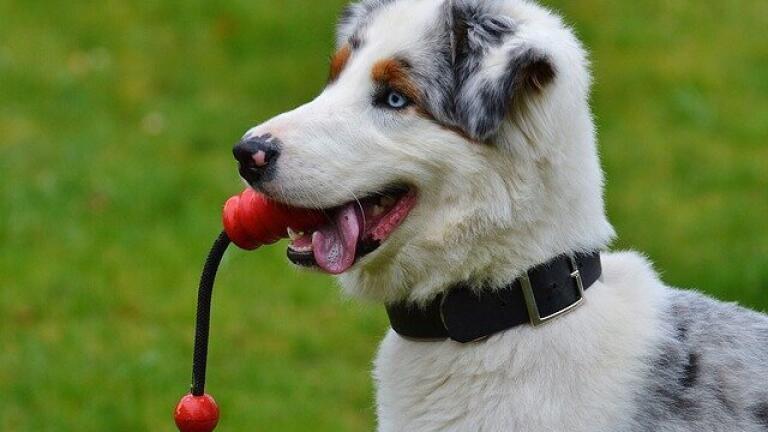 What Do Dogs Hear When We Talk to Them?