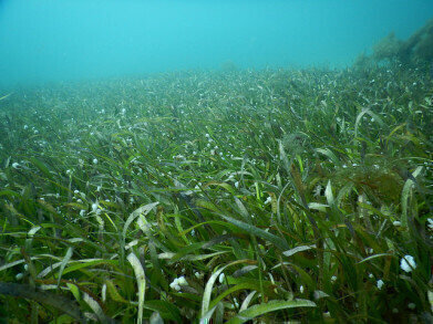 How Does Pollution Affect Seagrass?