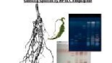 Validated Hptlc Methods for Identification of Botanicals