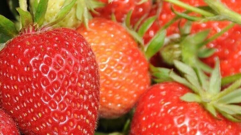 Programme Helps Identify Wilt Resistant Fruit Varieties