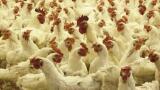 Initiative to Address Microbiological Diseases in Swine and Poultry