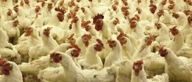 Initiative to Address Microbiological Diseases in Swine and Poultry
