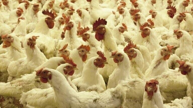 Initiative to Address Microbiological Diseases in Swine and Poultry