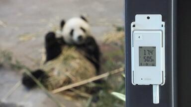 Vaisala's Cutting-Edge Wireless Technology Monitors the Wellbeing of the Pandas in Ähtäri Zoo in Finland