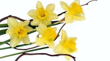 Can Daffodils Cure Cancer?