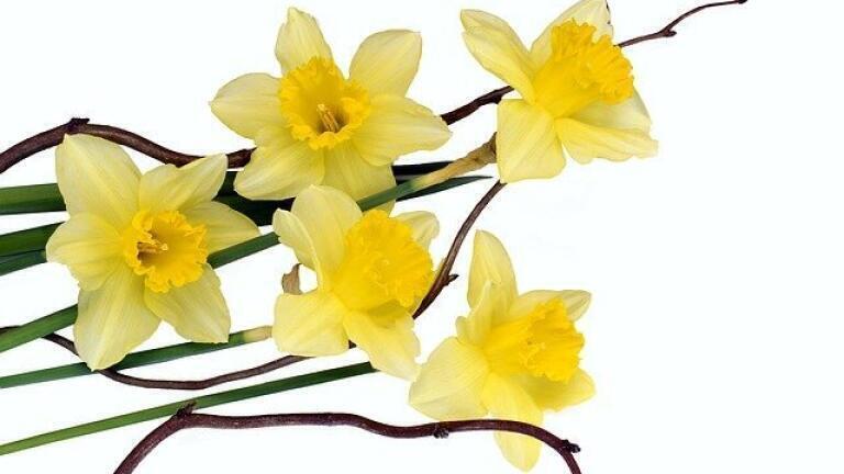 Can Daffodils Cure Cancer?