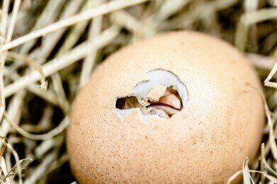 What Are Eggshells Made Up Of?