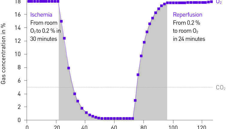 Figure 2. Example of ischaemia/reperfusion conditions mimicked in the CLARIOstar with ACU. 